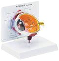 Eye Model A166
