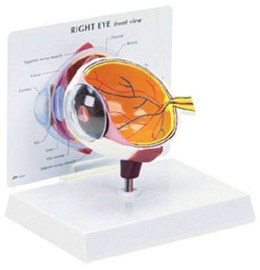 Eye Model A166