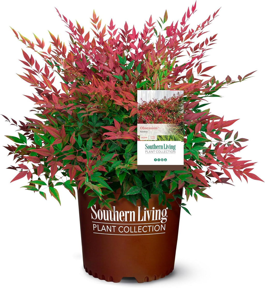 2.5 Quart Flowering Evergreen Shrub Bundle B4742