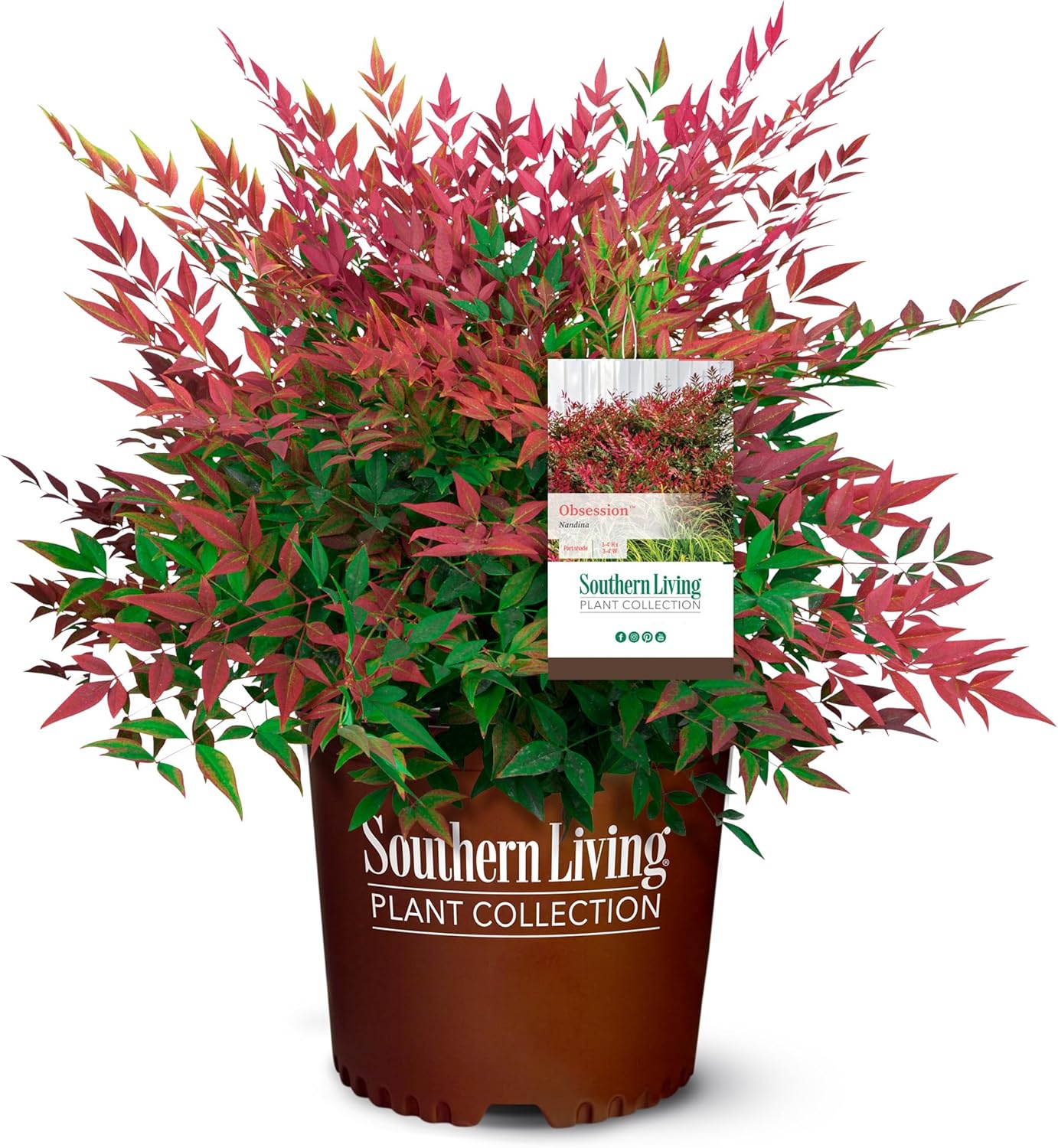 2.5 Quart Flowering Evergreen Shrub Bundle B4742