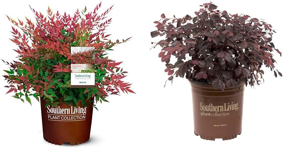 2.5 Quart Flowering Evergreen Shrub Bundle B4742