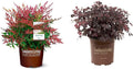 2.5 Quart Flowering Evergreen Shrub Bundle B4742