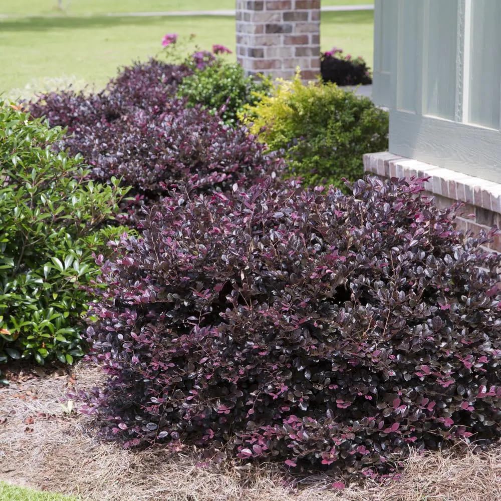 2.5 Quart Flowering Evergreen Shrub Bundle B4742