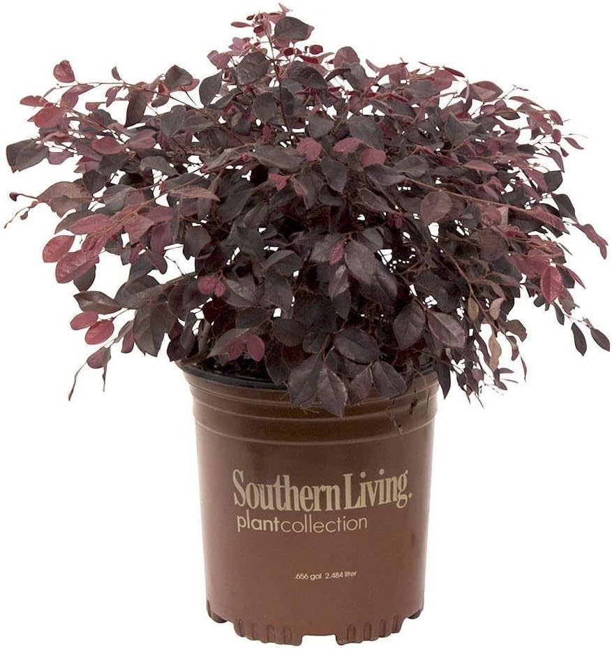2.5 Quart Flowering Evergreen Shrub Bundle B4742