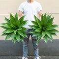 2 Pack 28" UV Resistant Artificial Agave Plants A5478